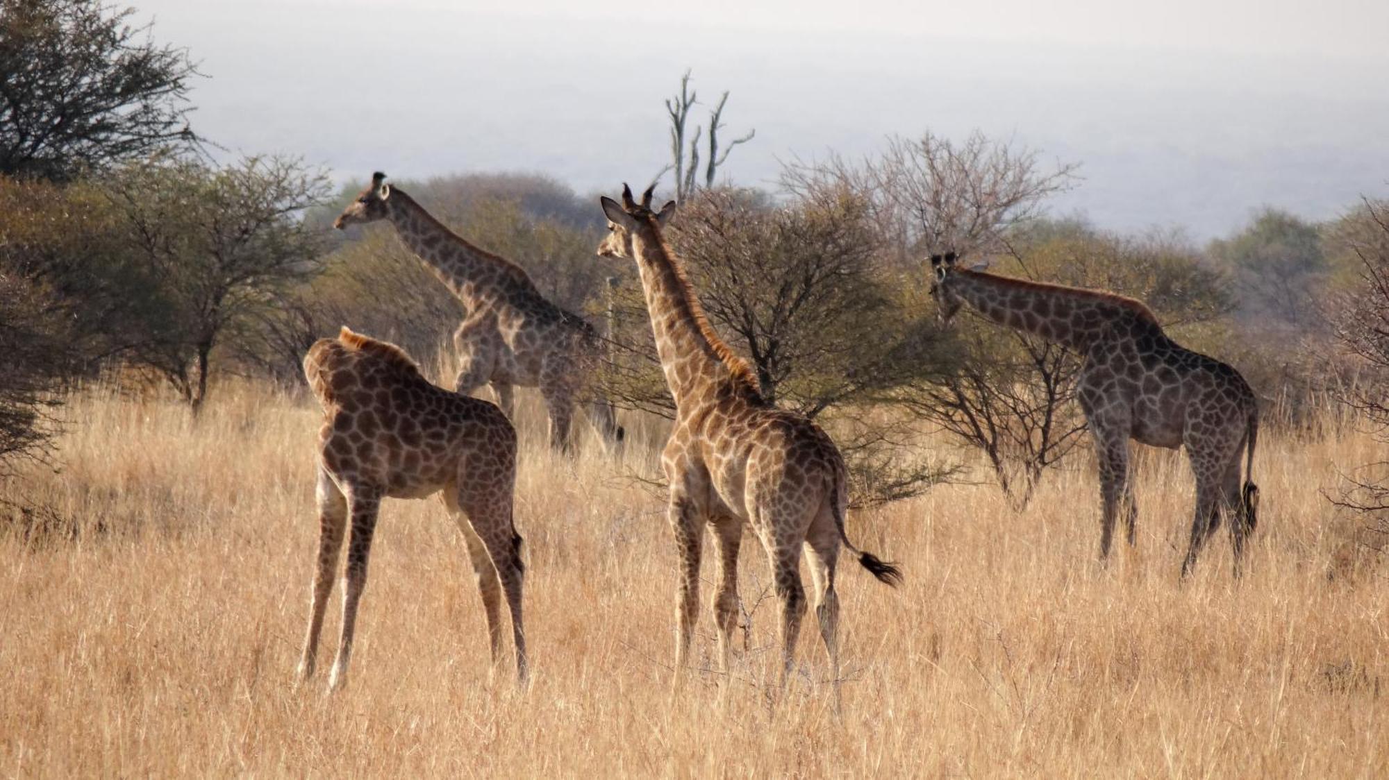 Ditholo Game Lodge Bela Bela Luaran gambar