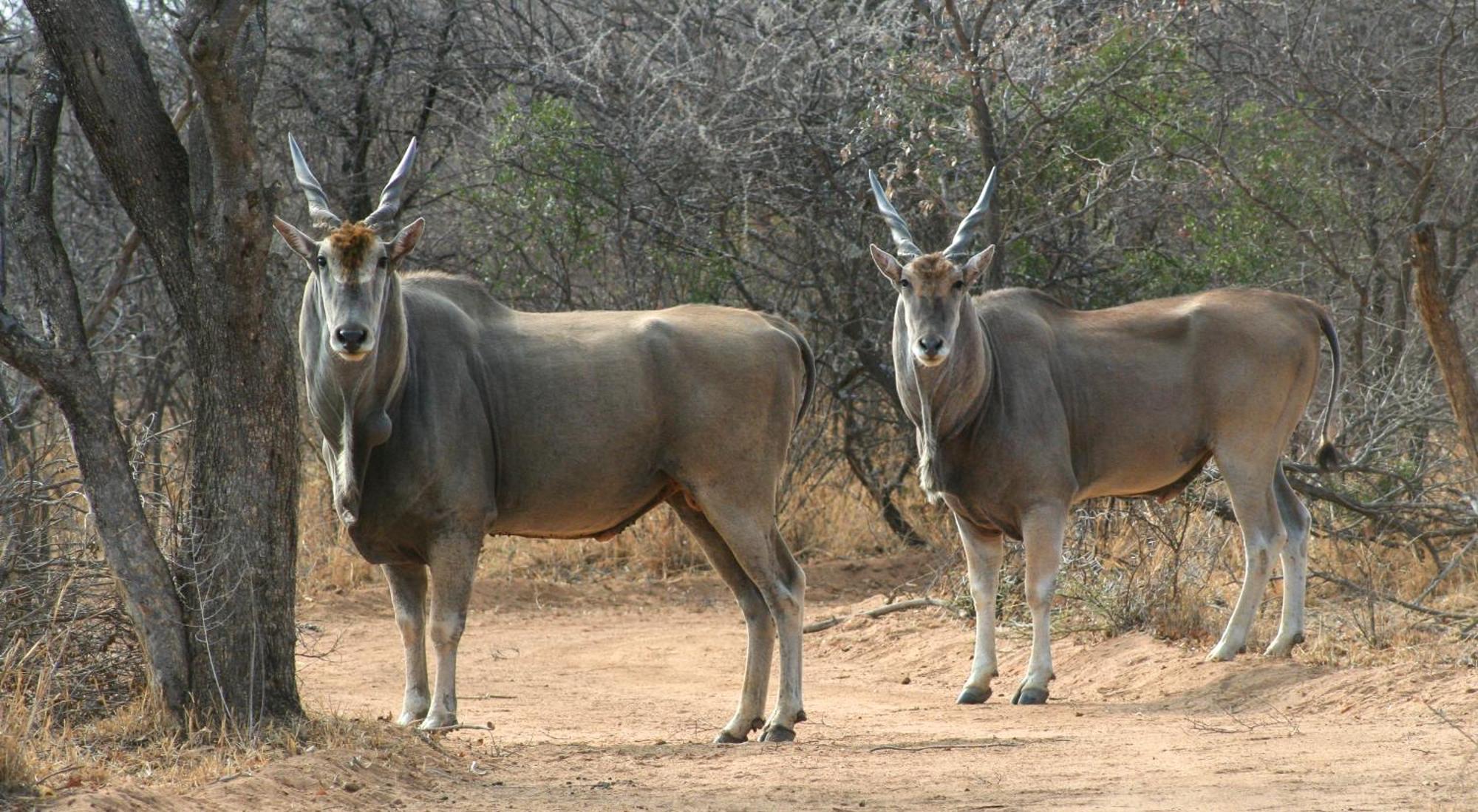 Ditholo Game Lodge Bela Bela Luaran gambar