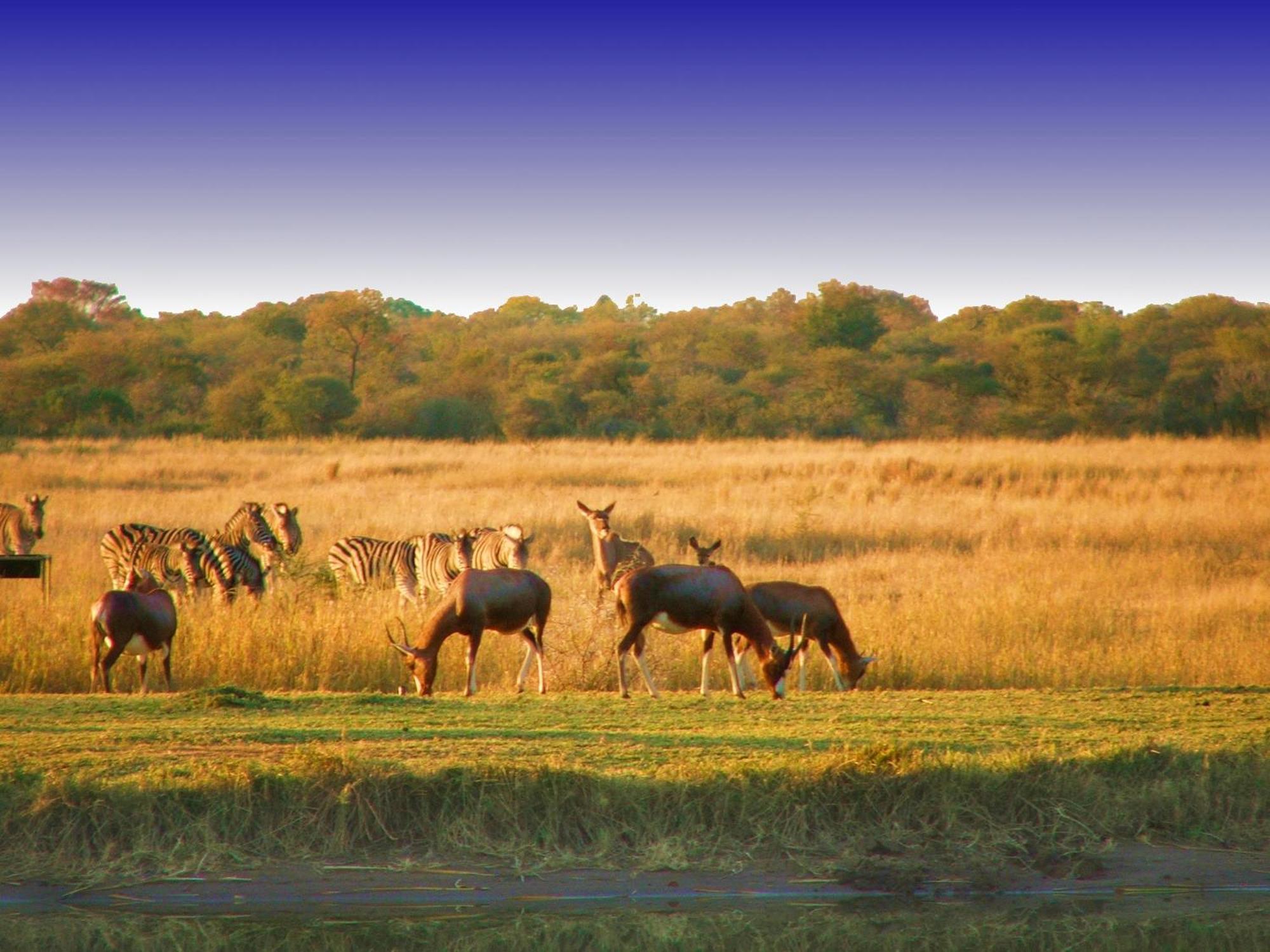 Ditholo Game Lodge Bela Bela Luaran gambar
